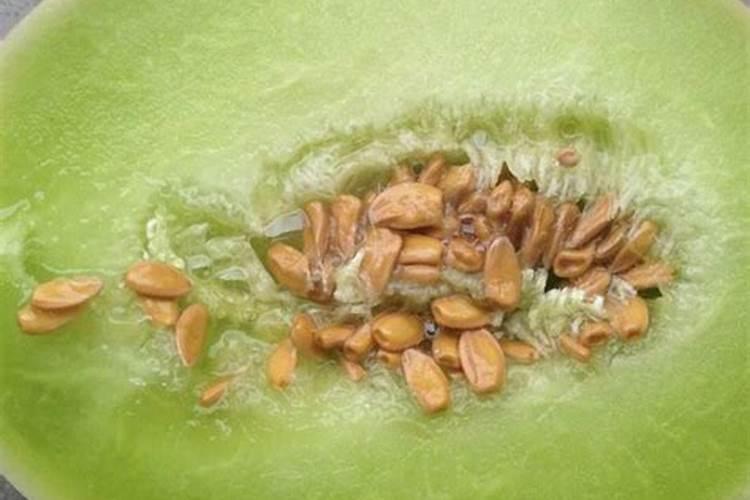 青皮绿玉瓜怎么鉴别？