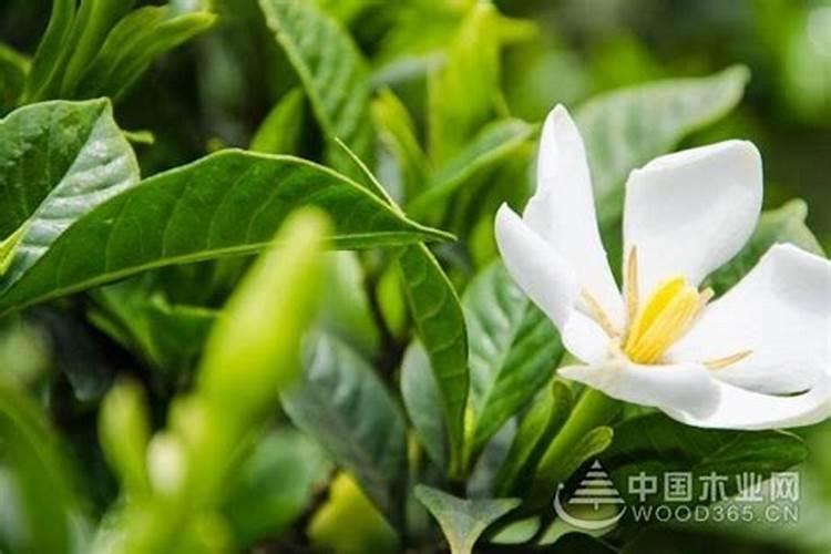 杜鹃花最好的肥料是什么？
