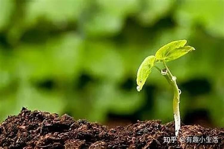 种花常用的肥料有哪些