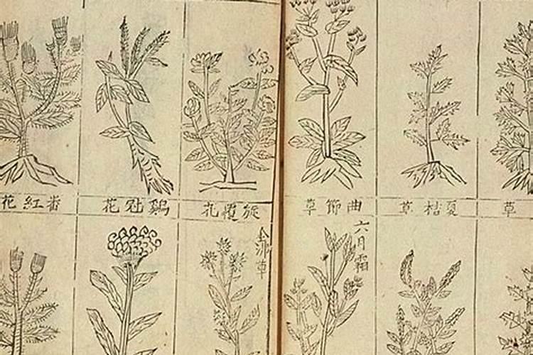 金银花还有一个名字叫什么？