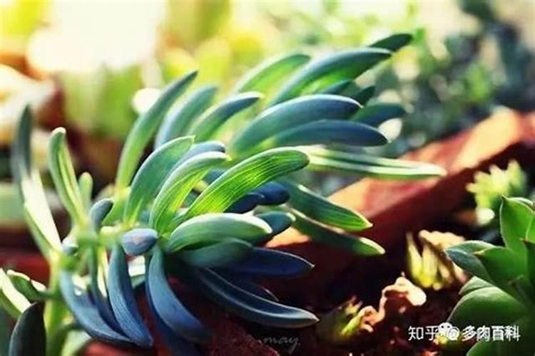 颗粒控释肥适合多肉吗？