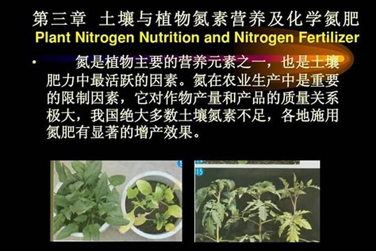 春天养茶花如何施肥花量翻一翻