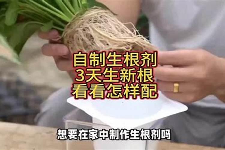 红糖做生根肥配方,生根肥怎样正确使用