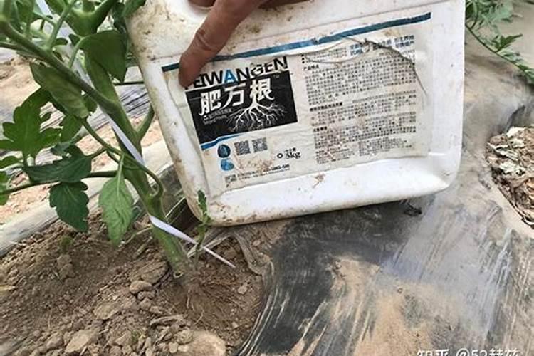 红糖做生根肥配方生根肥怎样正确使用