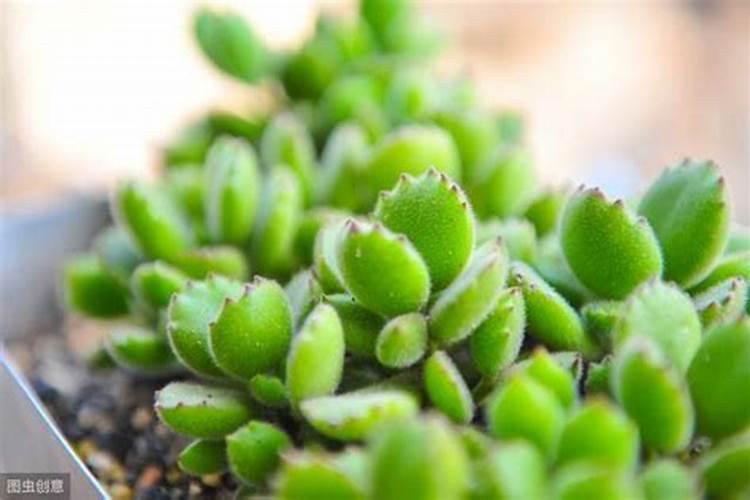 多肉植物用什么肥料比较好