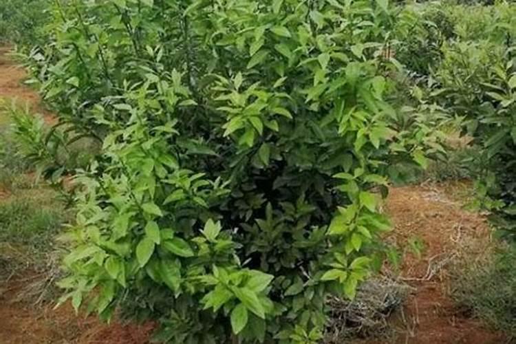 低氯复合肥适用作物,有何优缺点