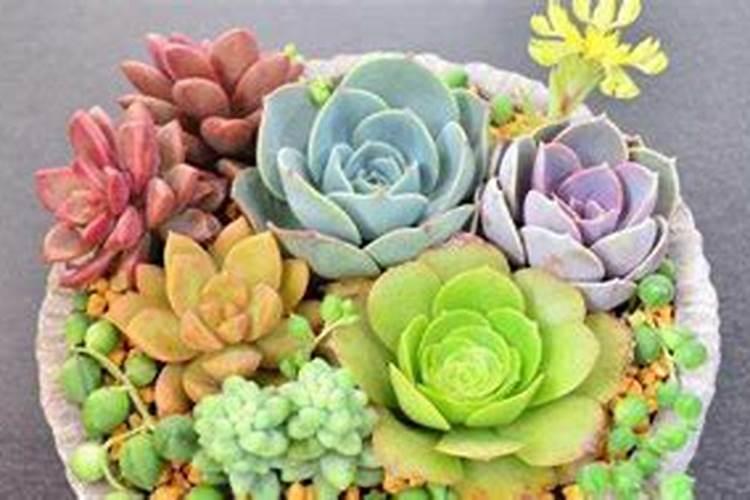 多肉植物多久浇水一次？需要施肥吗？