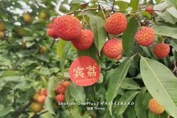 荔枝专用叶面肥什么好？