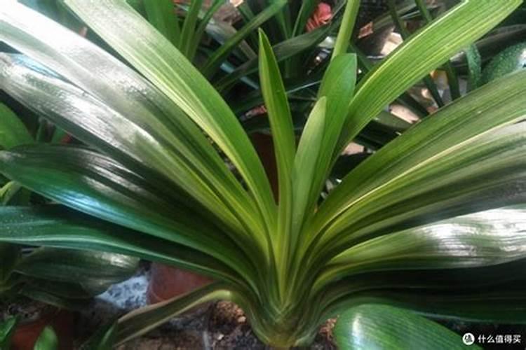 植物施钾肥应间隔多久 植物施钾肥的最佳时间间隔是多久？