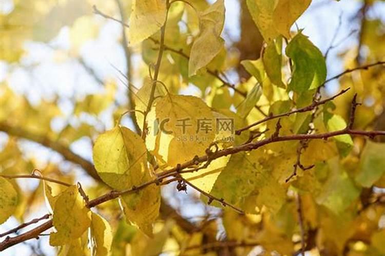 我有棵杏树已经结果了现在可以打点农药但是不知道打什么农药好请...