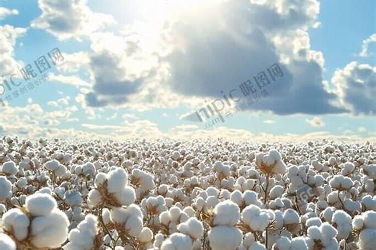 棉花每个生长周期的施肥方案 施肥用一铵还是用二铵