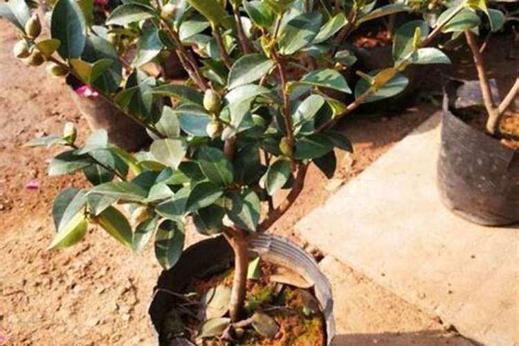 茶梅有花苞了能喷叶面肥吗？