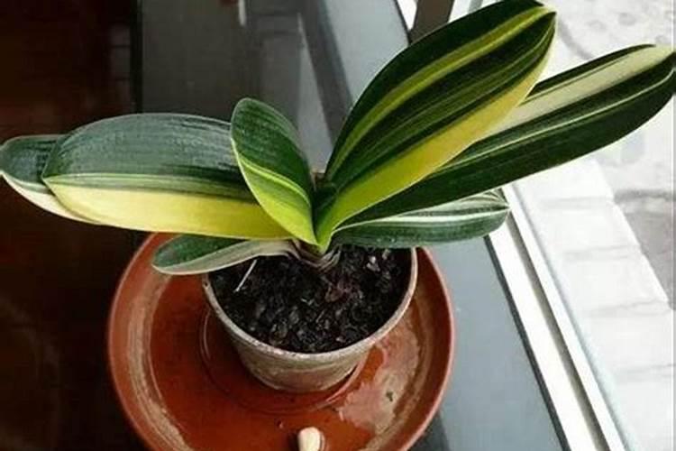 种芝麻用什么肥料好