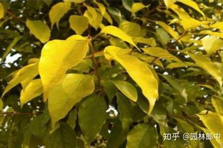 怎么治香樟树白化病