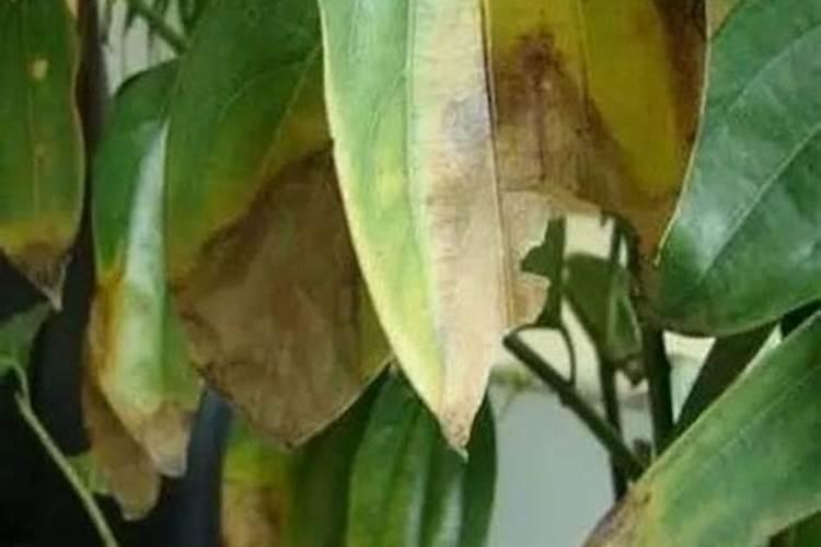 香樟树叶子发黄怎么治