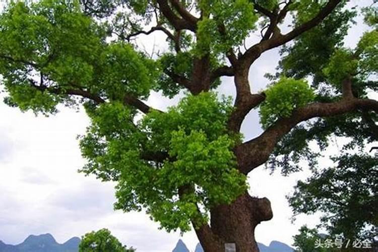香樟树叶子发黄焦叶怎么办,香樟树的种植方法