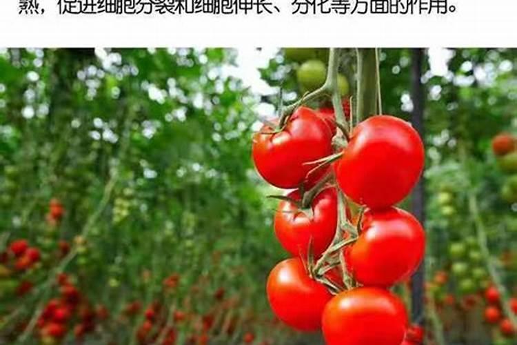黄腐酸钾对农作物有什么作用
