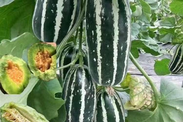 甜瓜定植后管理技术甜瓜应该怎么种植