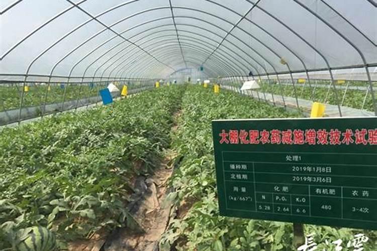 种蔬菜用什么肥料