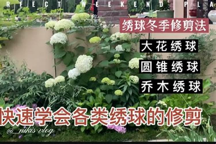 木绣球怎么养？