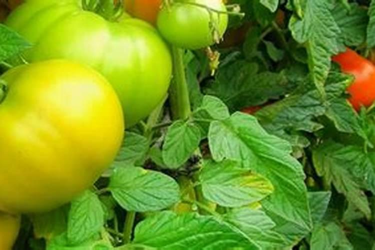 种西红柿最好的肥料是什么？