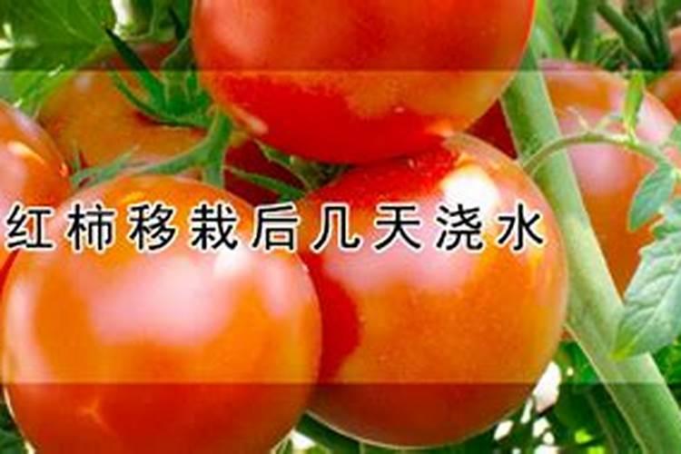 西红柿的栽培技术