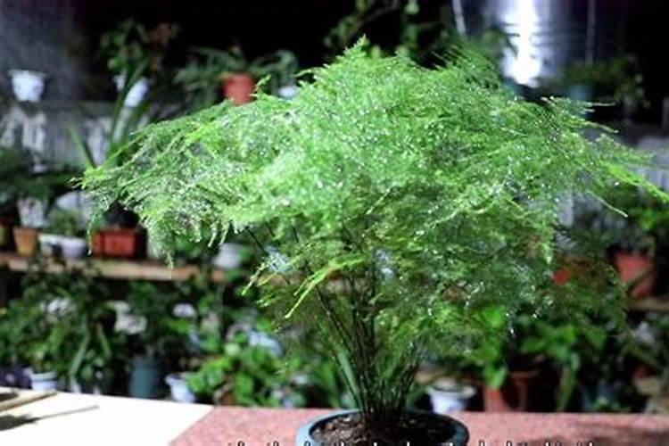 文竹能不能不用肥料