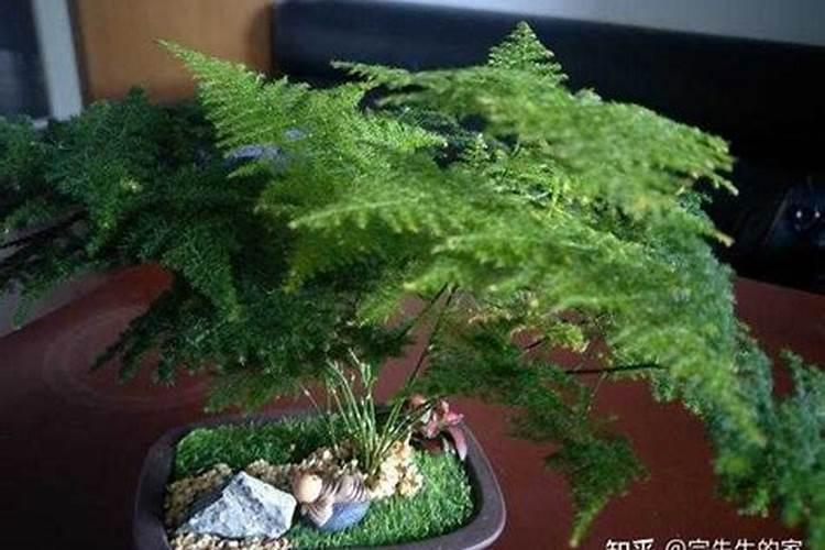 不用土不施肥,文竹也能绿油油