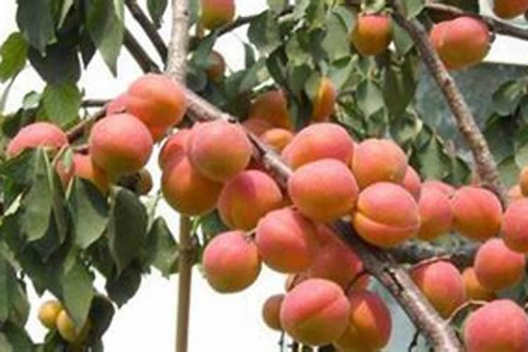 杏果细菌性穿孔病用什么药肥能预防？杏果常见病虫害有哪些