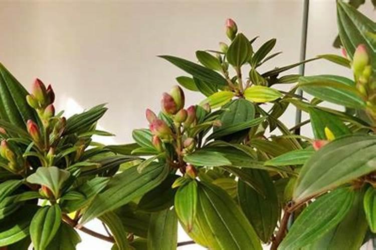 冬天适合给花上肥料吗;冬季施肥应该注意什么
