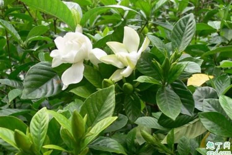 夏天怎样养小叶栀子花