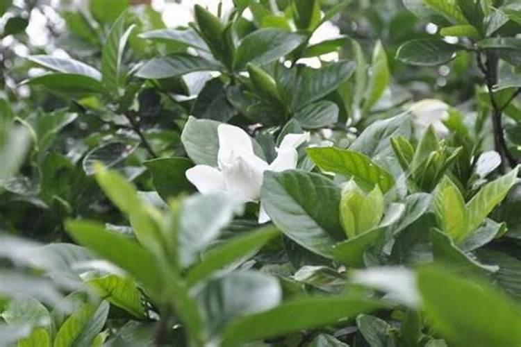 小叶栀子盆景配土(小叶栀子花施什么肥)