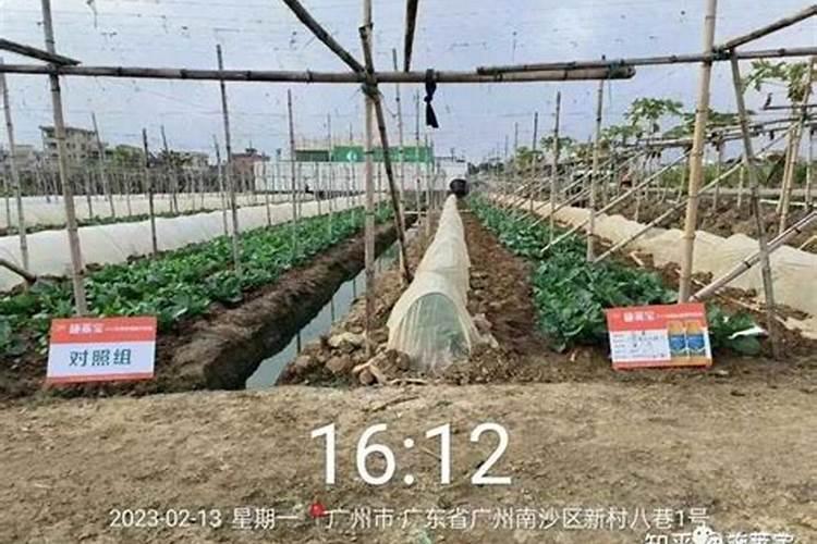茶叶叶面肥催芽肥的正确使用