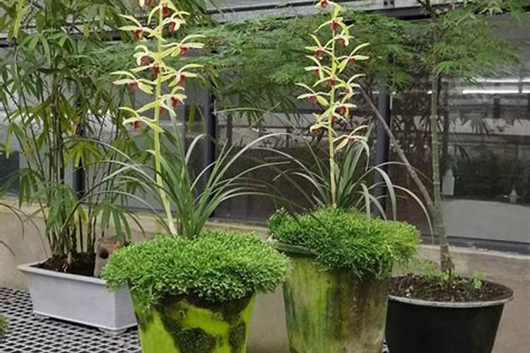 兰花有花苞时可以施肥吗？你怎么看？