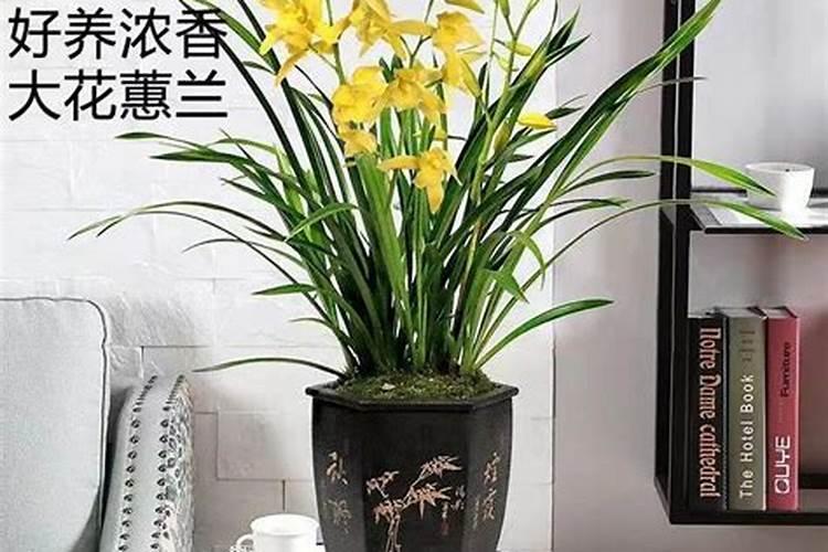 兰花出花苞后该如何浇水和施肥,怎么养护