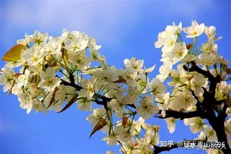 山东秋月梨7月份喂什么肥料好