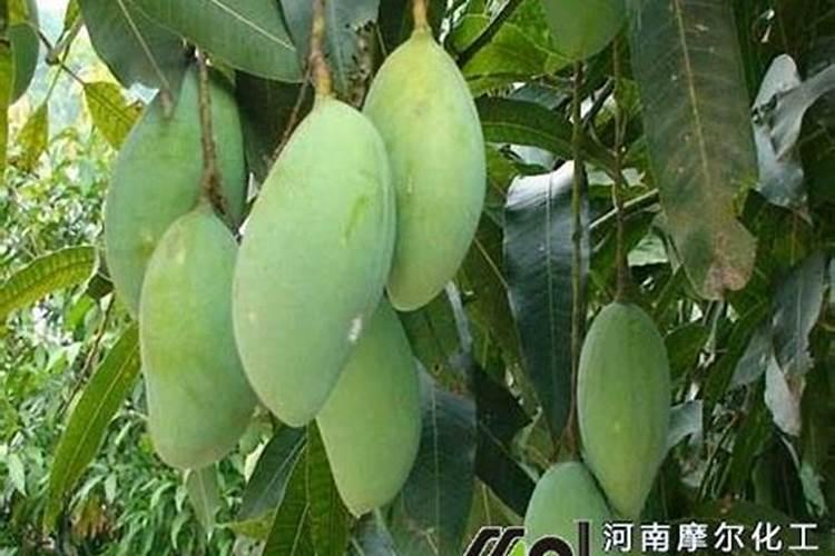 芒果树结果期怎样施肥