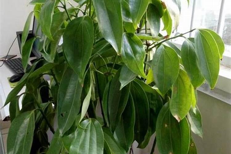 养花什么时候施氮肥(给花施氮肥比例是多少)