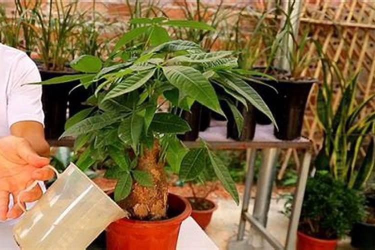 桂花树施肥用什么肥料