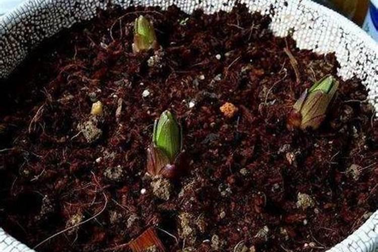 百合花怎么种植？教你用百合种球法。