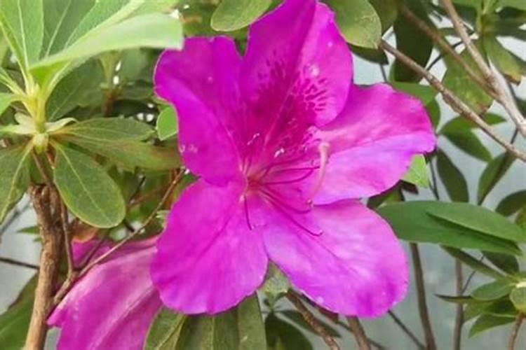 养杜鹃花怎么施肥,浇水才能正常生长