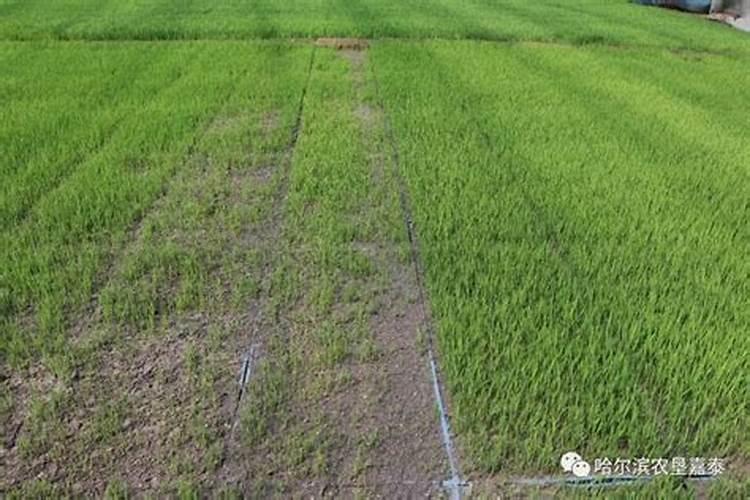 水稻种植应该如何施肥？施肥量是多少？施肥要点有哪些？