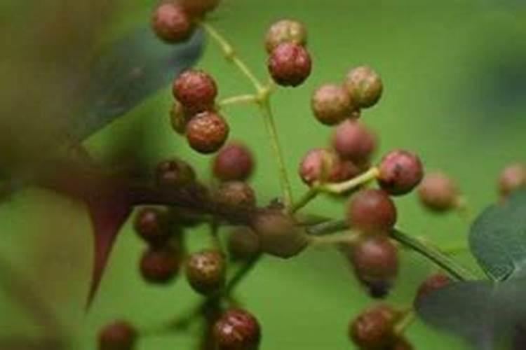 白沙蜜甜瓜的种植技术