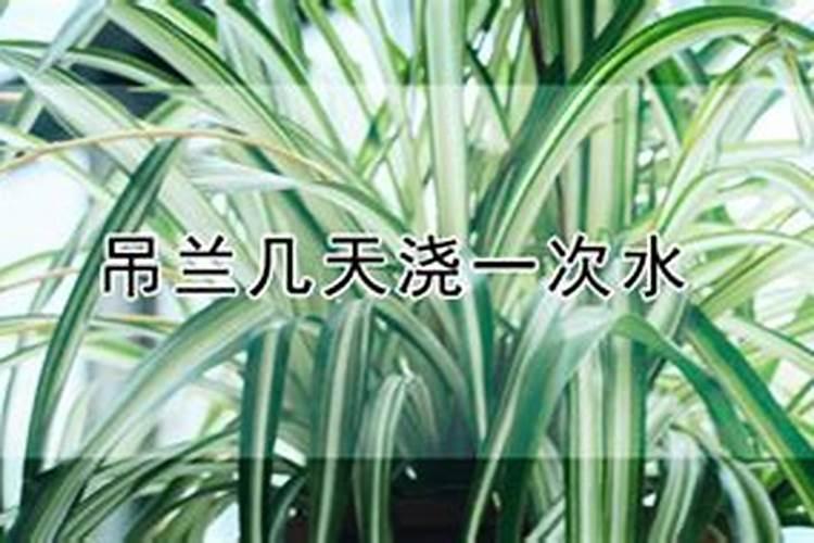 吊兰要施什么肥才能爆盆？