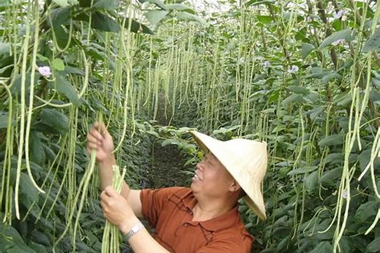 种豆角用什么肥料好