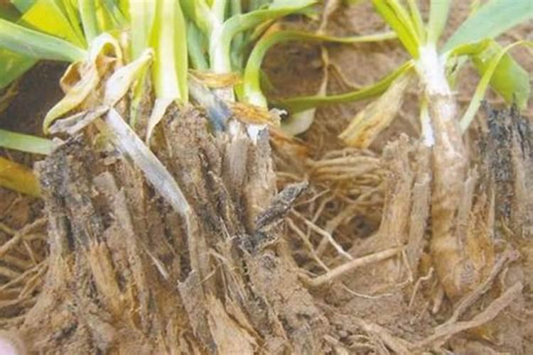 豆腐渣如何做养花肥料