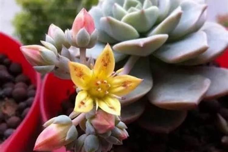 怎样给多肉施肥 有什么需要注意的