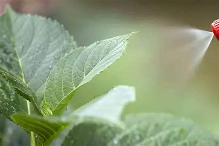 防花生早衰落叶用什么药