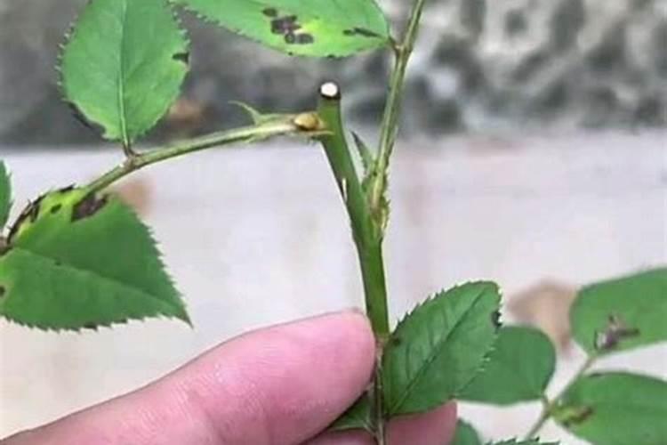 多菌灵是碱性还是酸性能与叶面肥混用吗？