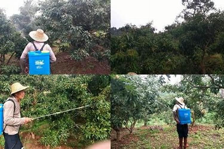 芸苔素内酯在荔枝上的应用间隔期多久？